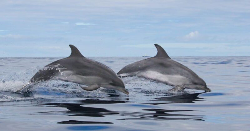 Terceira Island : Whale and Dolphin Watching boat excursion - The Experience in Detail