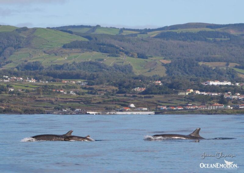 Terceira Island : Whale and Dolphin Watching boat excursion - Frequently Asked Questions