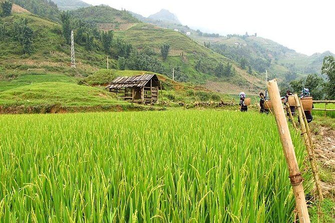 Terraced Rice Fields and Mountain Views hike  4D3N - An In-Depth Look at the 4-Day Trek in Sapa