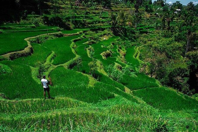 Tete Batu, Rice Terrace View with Waterfall, Original Lombok Tour - What Makes This Tour Stand Out?