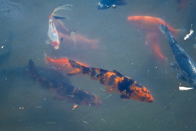 Texas Discovery Gardens General Admission - Value and Practical Tips