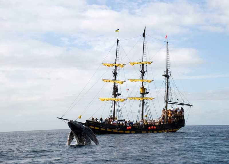 Thar She Blows! Whale Watching Pirate Cruise - Who Will Love This Tour?