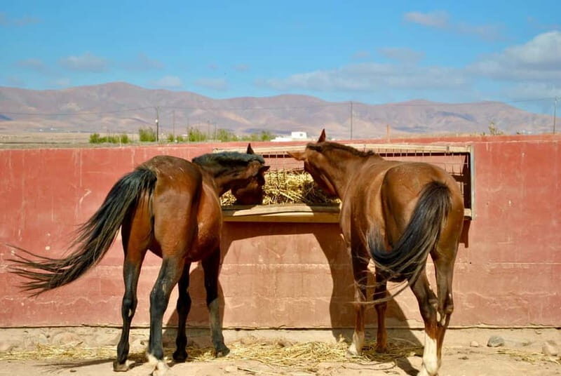 The Animal Academy - Shelter Tour - Key Points