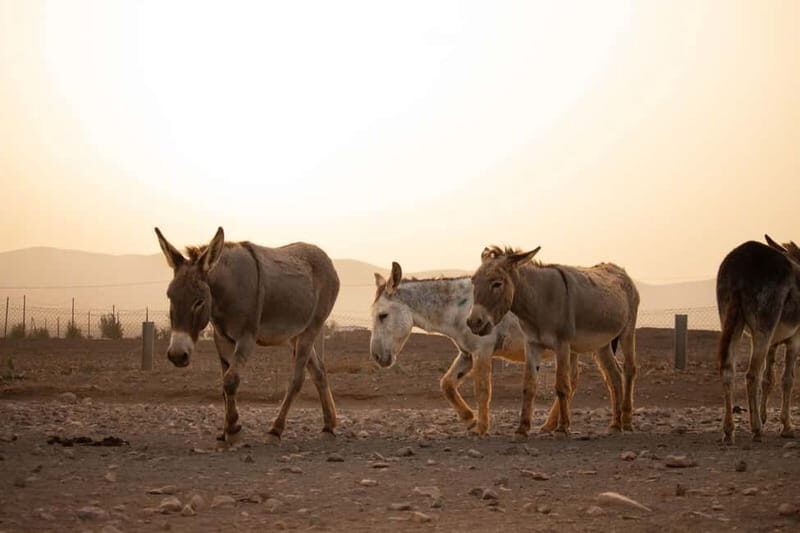 The Animal Academy - Shelter Tour - Why This Tour Is Worth Your Time