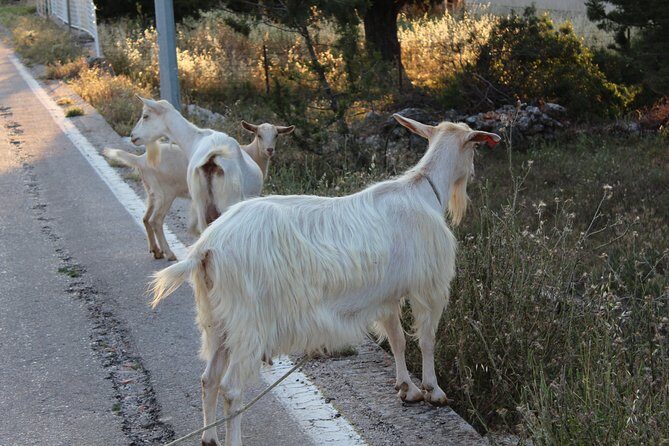 The Best of Hvar Small Group with Wine Tasting and Local meal - Practical Details & Value