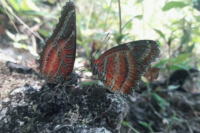 The Best One Day Trip Of Doi Inthanon National Park - Price and Value