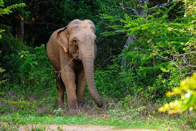 The Best Safari tour from Hambantota Port (Janaka safari) - Key Points