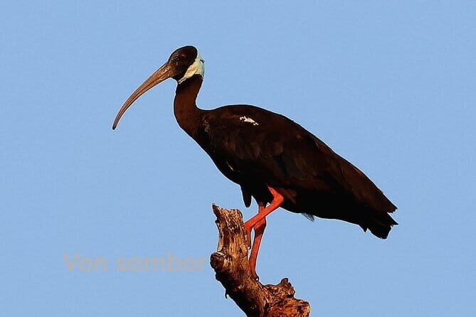 The Bird Watching private Tour and Beyond - What to Expect on the Day