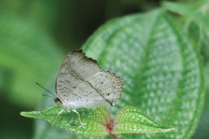 The birdwatchers quest through Hanthana Mountain Range  Kandy - Key Points