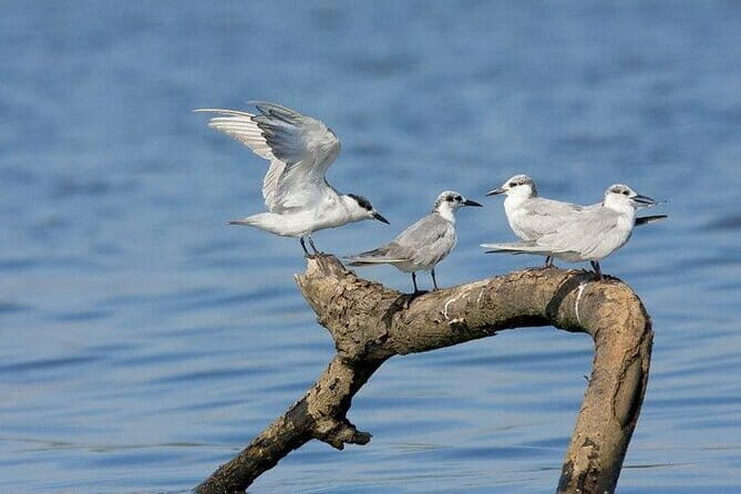 The birdwatchers quest:through the Swamp of Royal TreasureMuturajawela Wetlands - Exploring the Muthurajawela Wetlands: What to Expect