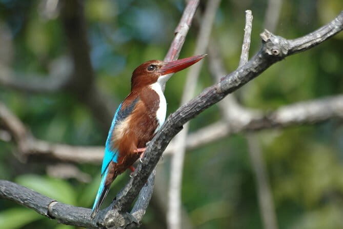 The birdwatchers quest:through the Swamp of Royal TreasureMuturajawela Wetlands - FAQs