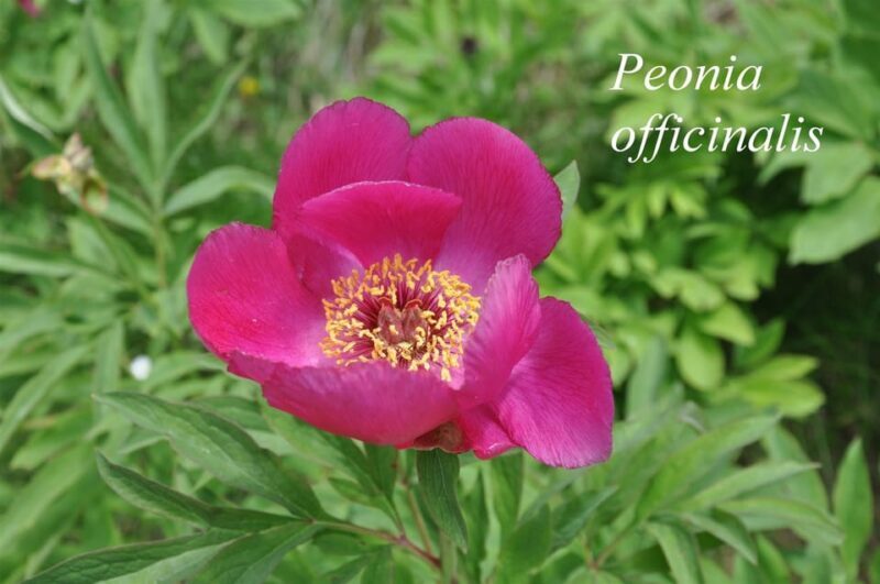 THE BOTANICAL GARDENS OF AOSTA VALLEY - Key Points