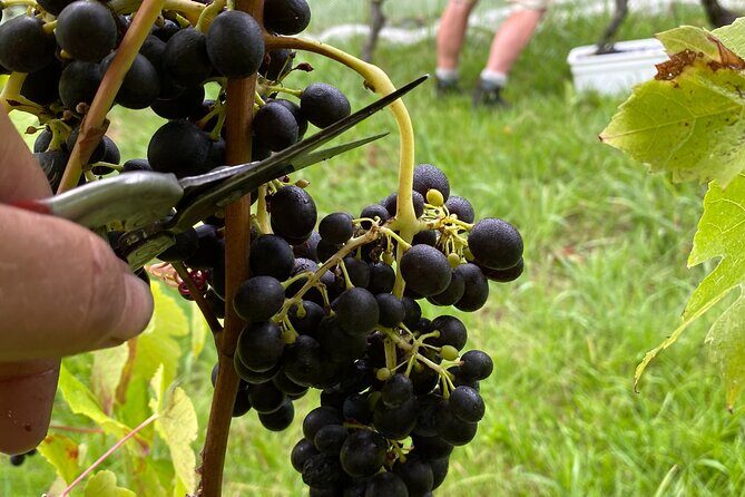 The Boutique Experience: Waiheke Best Cellar Tour (11 guests max) - Value for Money & Pricing