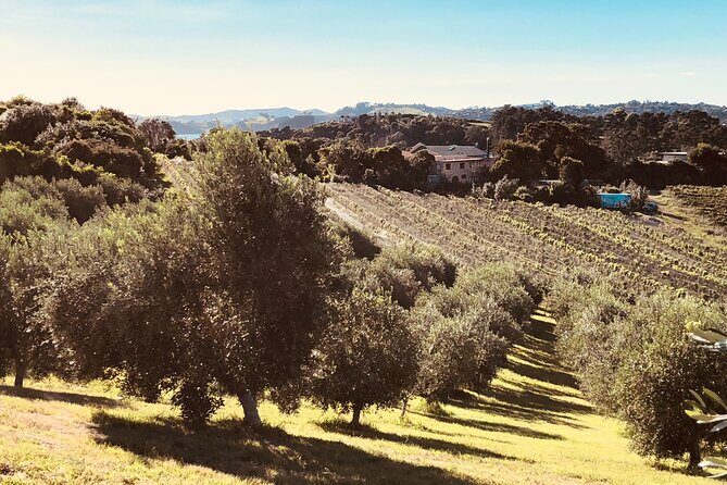 The Boutique Experience: Waiheke Best Cellar Tour (11 guests max) - Practical Tips for Travelers