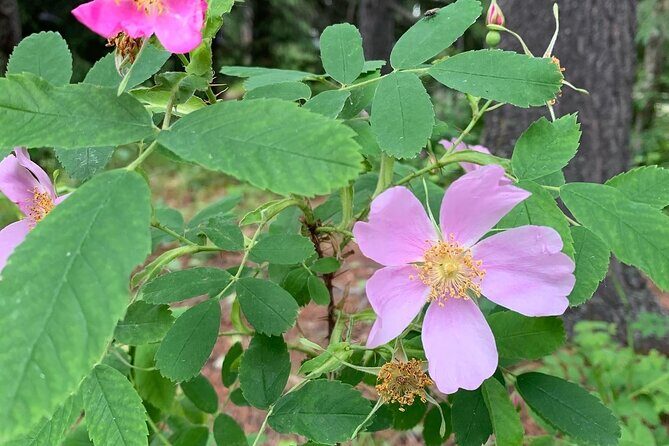 The Canmore History Tour - 1.5H Walk - Who Should Consider This Tour?
