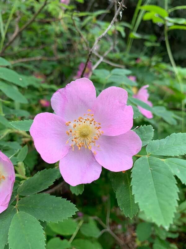 The Canmore HISTORY TOUR - Cowboys and Coal Miners 1.5H Walk - Practical Details and Tips