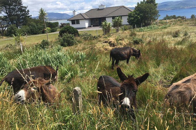 The Cliffs of Moher and Burren National Park Private Tour. - FAQs