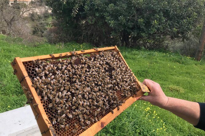 The Cretan Way of Life at the mountains of Rethymno (Mylopotamos) - Exploring the Ancient Village of Apladiana