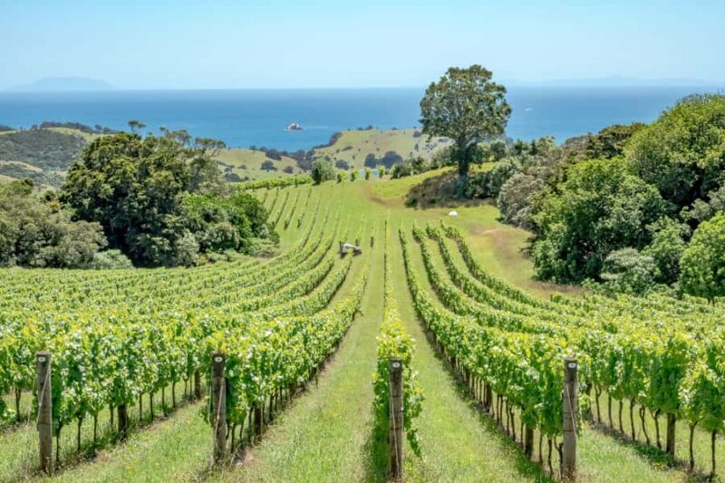 The Epic Waiheke Sundowner, Food And Wine Trip - Who Will Love This Tour?