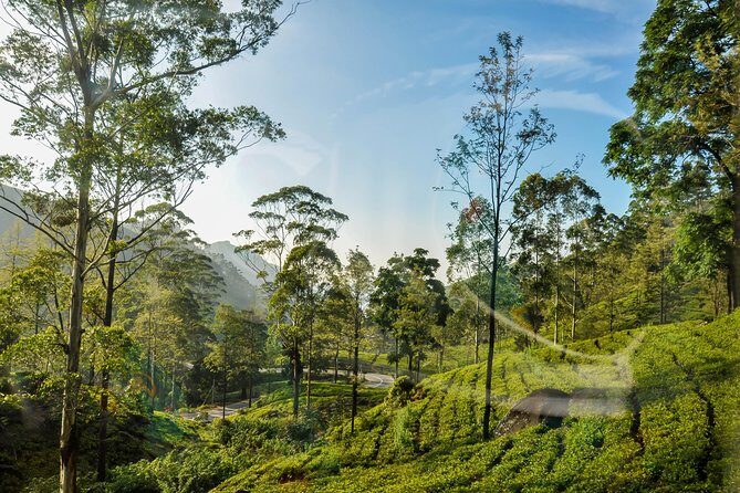 The Finest of Ceylon (16 Days) - Transportation and Guide Quality