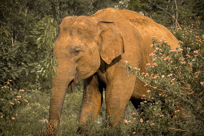 The Finest of Ceylon (16 Days) - Who Would Love This Tour?