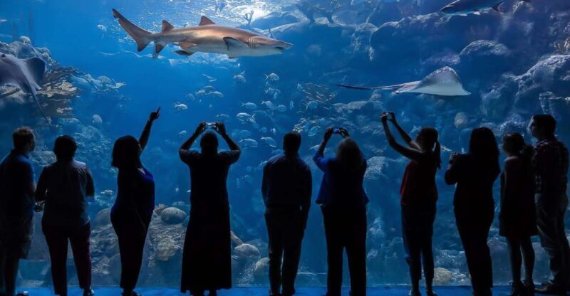 The Florida Aquarium Ticket - What to Expect: A Day at the Aquarium