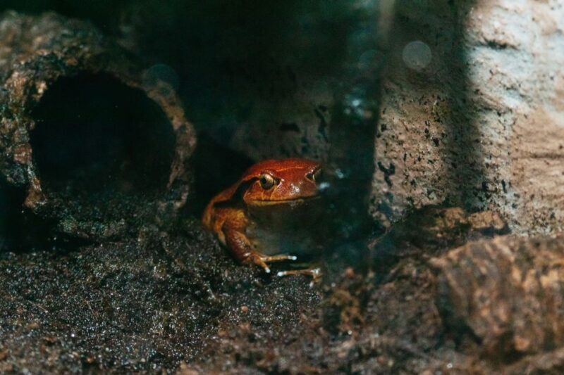 The Florida Aquarium Ticket - Final Thoughts: Is It Worth It?