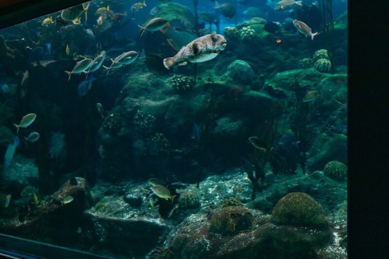 The Florida Aquarium Ticket - FAQ