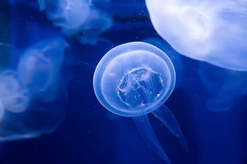 The Florida Aquarium Ticket - What’s Included in Your Ticket