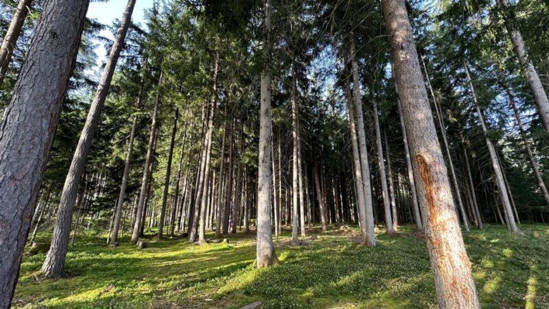 The forest as an Escape Room for the whole family - Exploring the Forest as an Escape Room for the Whole Family