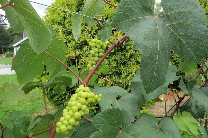 The Fraser Valley Winery Tour - Introduction: A Taste of Vancouver’s Wine Country