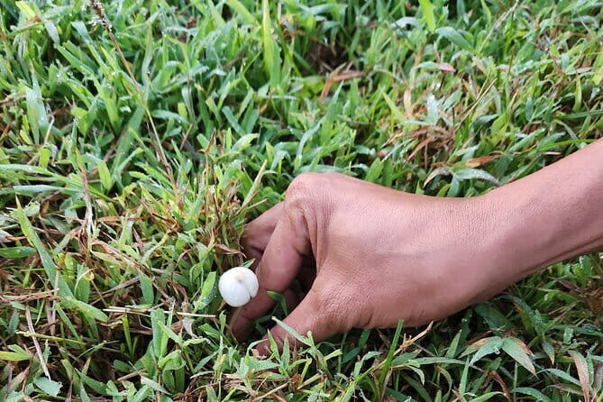 The Gili Mushroom Tour - An In-Depth Look at the Gili Mushroom Tour
