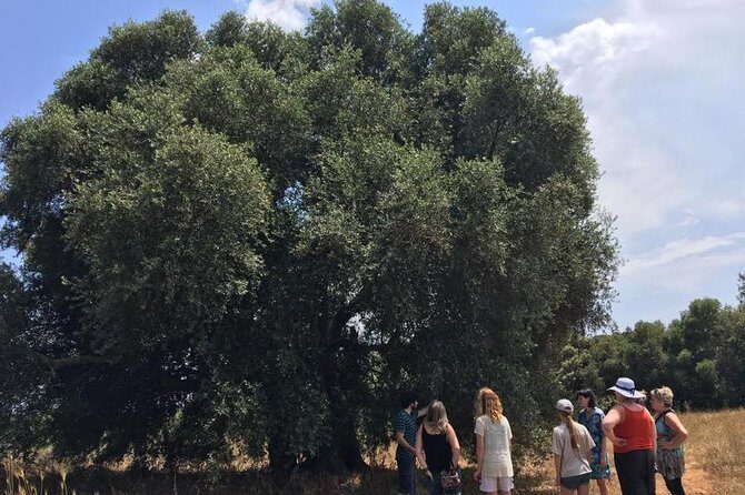The Governor's Olive Mill Tour with Olive Oil Tasting - What to Expect from the Olive Mill Tour