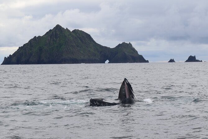 The Great Blasket Island Experience - Premium Tour - A Complete Breakdown of the Tour