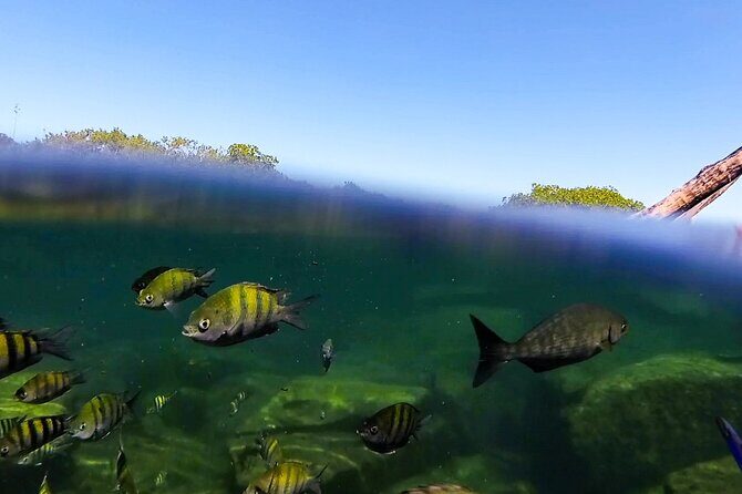 The great snorkeling adventure at the Riviera Maya private tour - Final thoughts