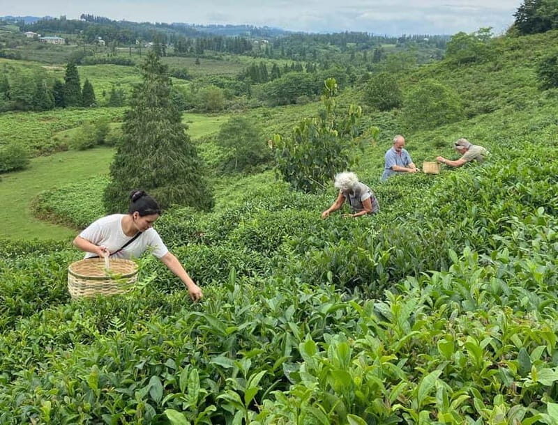 The Green Gold of Georgia - Visiting the Tea Plantations and Factory
