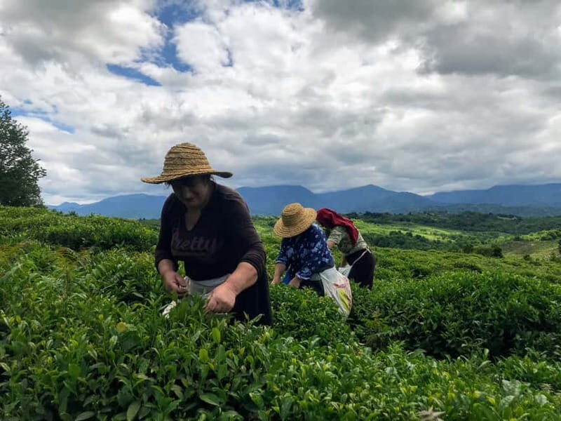 The Green Gold of Georgia - FAQ