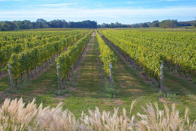 The Hamptons and Long Island Wineries Private Tour - Analyzing the Experience: What to Expect