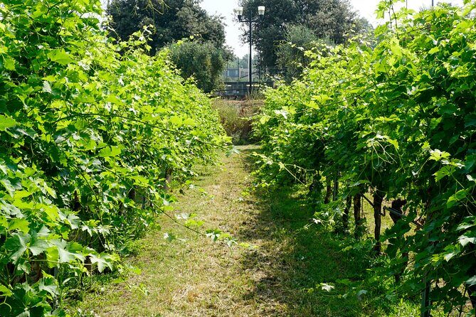The history of Amarone: tour and vertical tasting of 3 decades - Frequently Asked Questions