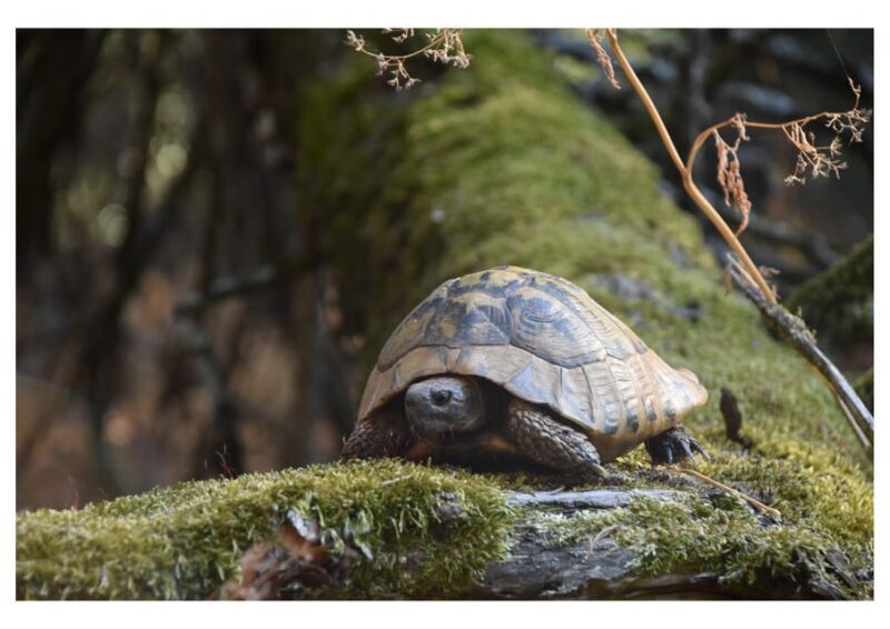 The Island of the Snakes - Golem Grad - Key Points