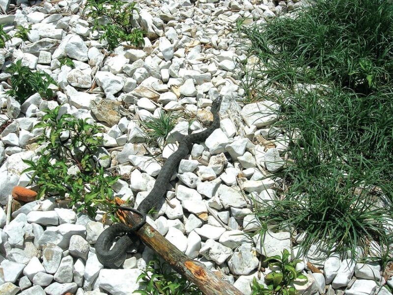 The Island of the Snakes - Golem Grad - Final Thoughts