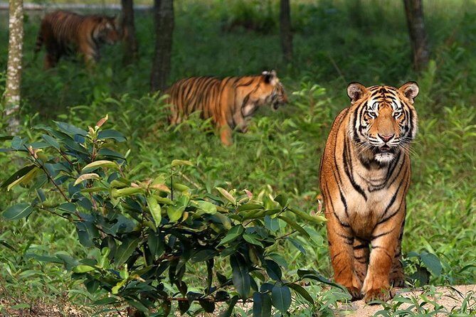 The Jungle Book Trip (The Sundorbon Forest of Bangladesh) - Key Points