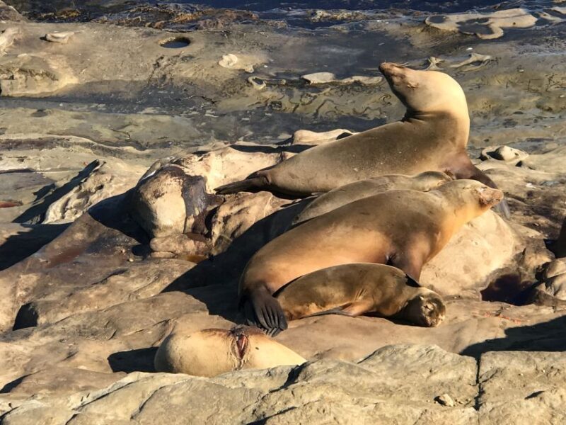 The La Jolla Tour - Authentic Experiences and What Travelers Say