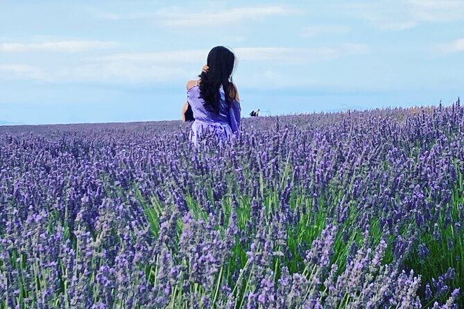 The Lavender tour from marseille or aix en provence - Key Points