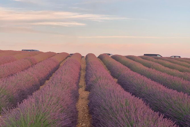 The Lavender tour from marseille or aix en provence - The Experience in Detail