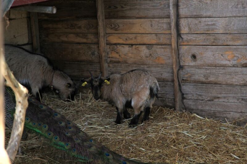 The Limestone Heritage Park and Gardens (Entry Ticket) - The Sum Up