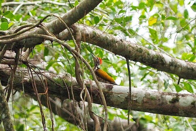 The Little Amazon and Sri Phang Nga Waterfall Full Day Tour From Khao Lak - Who Will Love This Tour?