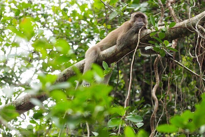 The Little Amazon and Sri Phang Nga Waterfall Full Day Tour From Khao Lak - FAQs