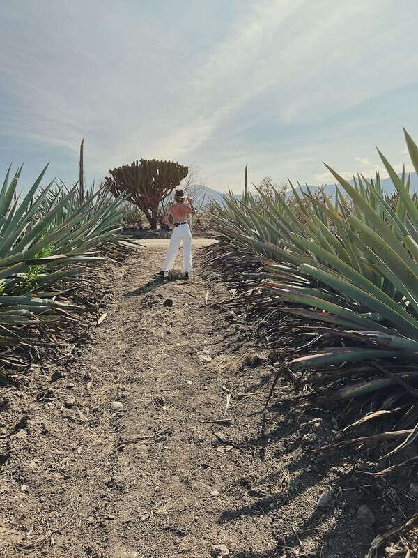 The Mezcal Journey - What Reviewers Say