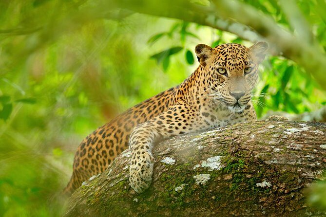 The Most popular Personalized round Tour In Sri Lanka-Day Charged - Who Is This Tour Best For?